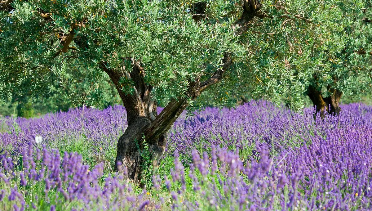 Olivier et lavandes en Provence